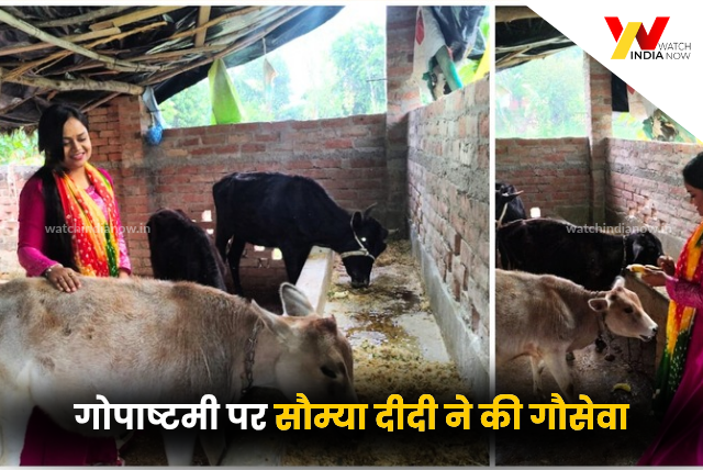 गोपाष्टमी पर सौम्या दीदी ने की गौसेवा — भारतीय संस्कृति और करुणा का दिया संदेश